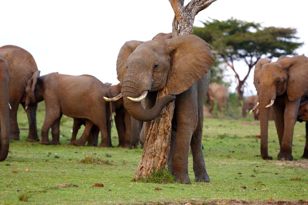 Jambo Mara Safari Lodge Ololaimutiek エクステリア 写真