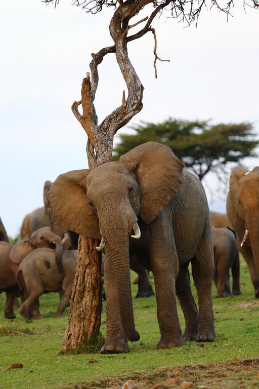 Jambo Mara Safari Lodge Ololaimutiek エクステリア 写真