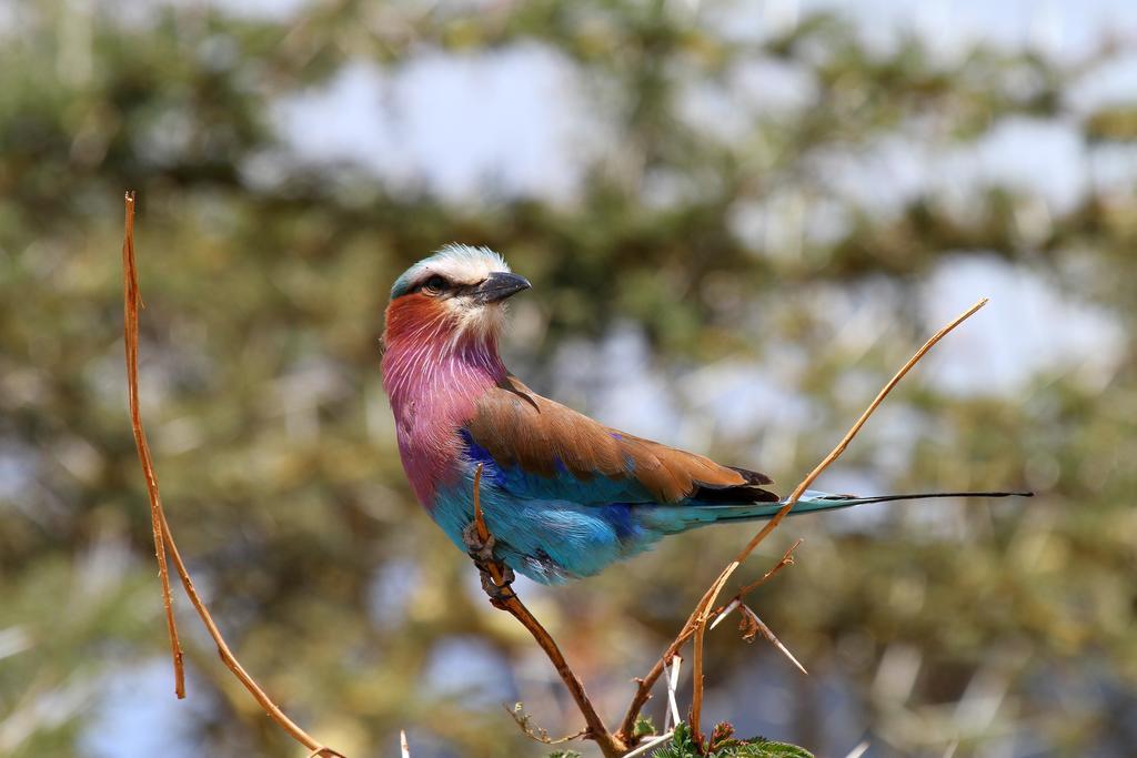 Jambo Mara Safari Lodge Ololaimutiek エクステリア 写真