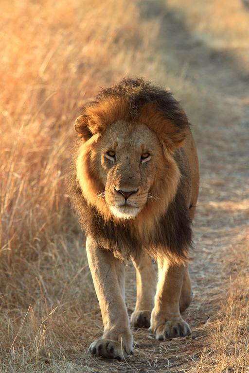 Jambo Mara Safari Lodge Ololaimutiek エクステリア 写真