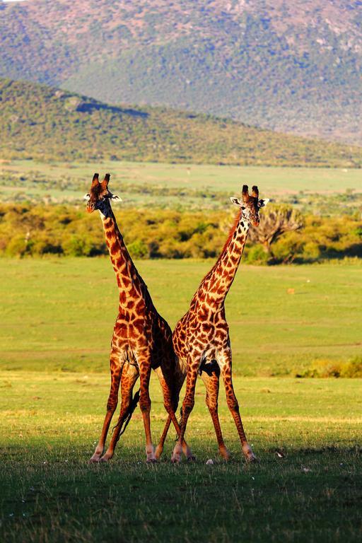 Jambo Mara Safari Lodge Ololaimutiek 部屋 写真